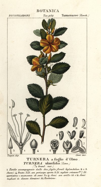 Gulor, Turnera ulmifolia av Stanghi Stanghi