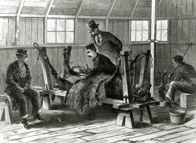Tar virus fra kalven, illustrasjon fra 