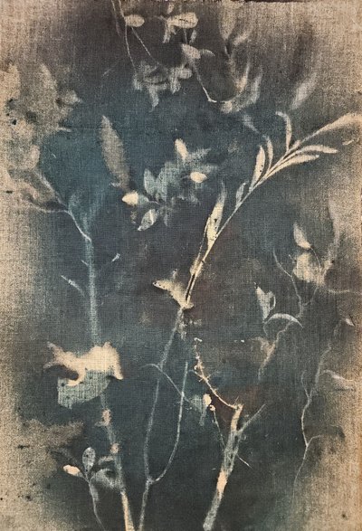 Blå botanisk studie av Stefano Mazzolini