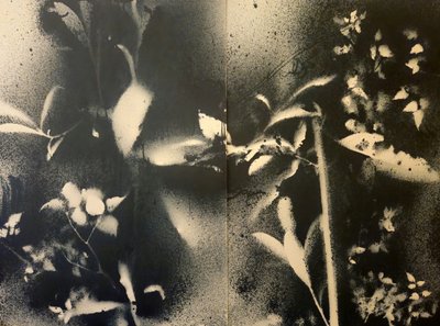 Eteriske botaniske former av Stefano Mazzolini