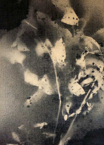 Eteriske botaniske former av Stefano Mazzolini
