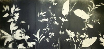 Eteriske botaniske silhuetter av Stefano Mazzolini