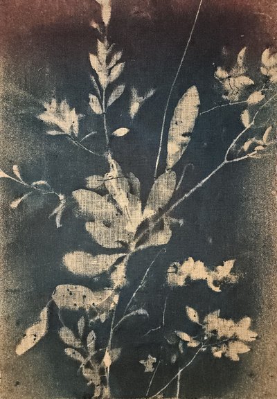 Vintageblå botaniske motiver av Stefano Mazzolini