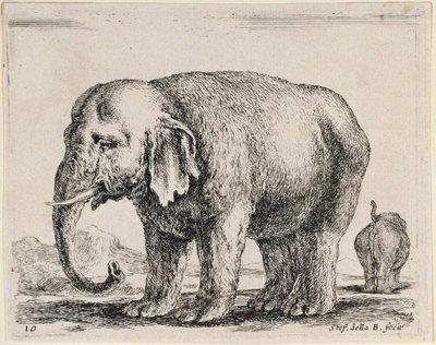 Elefant av Stefano della Bella