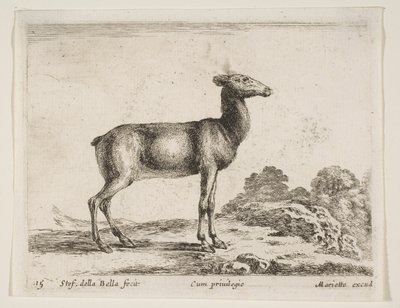 Plate 15: doe, fra Diverse dyr Diversi animali, ca. 1641. av Stefano della Bella