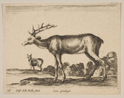 Plate 16: hjort, fra Diverse dyr Diversi animali, ca. 1641. av Stefano della Bella