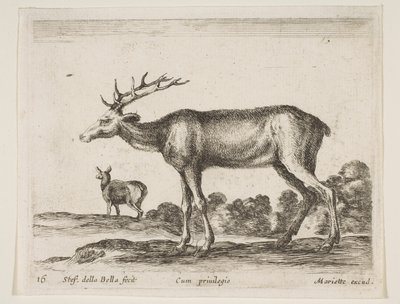 Plate 16: hjort, fra Diverse dyr Diversi animali, ca. 1641. av Stefano della Bella