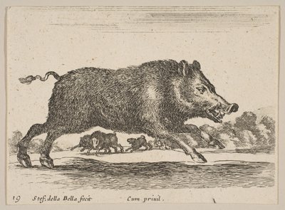 Plate 19: villsvin, fra Diverse dyr Diversi animali, ca. 1641. av Stefano della Bella