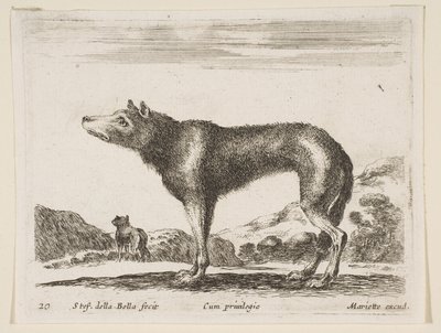Plate 20: ulv, fra Diverse dyr Diversi animali, ca. 1641. av Stefano della Bella