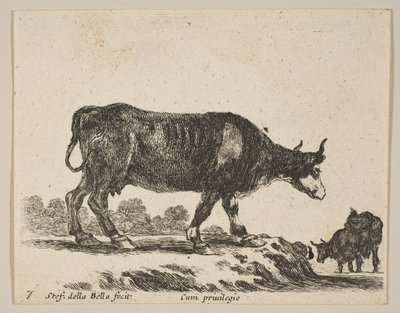 Plate 7: ku, fra Diverse dyr Diversi animali, ca. 1641. av Stefano della Bella