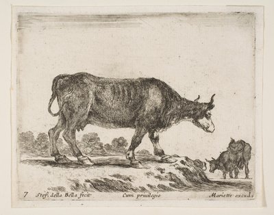Plate 7: okse, fra Diverse dyr Diversi animali, ca. 1641. av Stefano della Bella