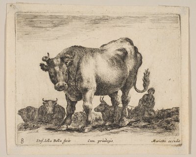 Plate 8: okse, fra 