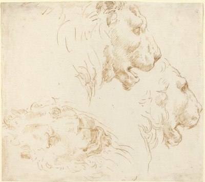 Studier av et løvehode. av Stefano della Bella