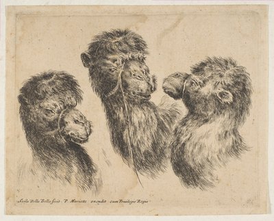 Tre kamelhoder, ca. 1641. av Stefano della Bella