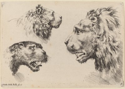Tre løvehoder, sannsynligvis 1649. av Stefano della Bella
