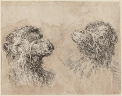 To kamelhoder [recto] av Stefano della Bella
