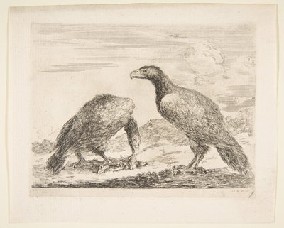 To ørner, en som sluker et lam, fra Eagles Les aigles, ca. 1651. av Stefano della Bella