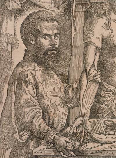 Andreas Vesalius dissekerer musklene i underarmen til et kadaver, 1543. av Steven van Calcar