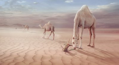 Kamelene i den arabiske ørkenen av Sulaiman Almawash