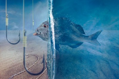 Fisken står overfor en fristelse av Sulaiman Almawash