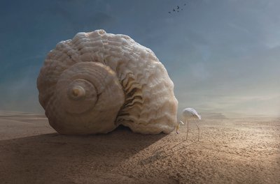Flamingo og gigantisk skjell av Sulaiman Almawash