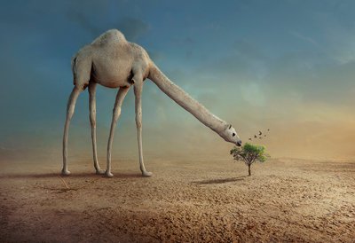 Langhalset kamel av Sulaiman Almawash