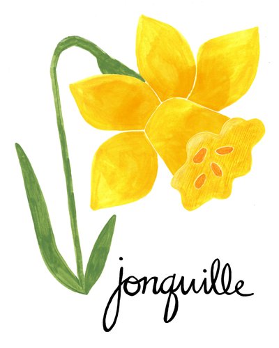 Illustrasjon av en gul jonquil av Susan Black