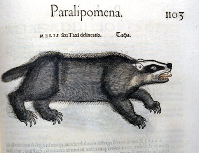 Grevling, illustrasjon fra 