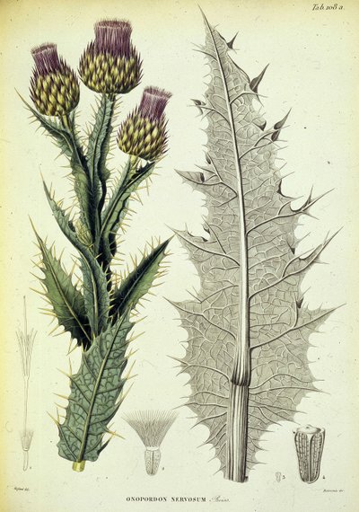 Onopordon-eksemplar. Botanisk plate med tittelen ""Botanisk reise i Sør-Spania"" av botaniker Pierre Edmod Boissier av Swiss School