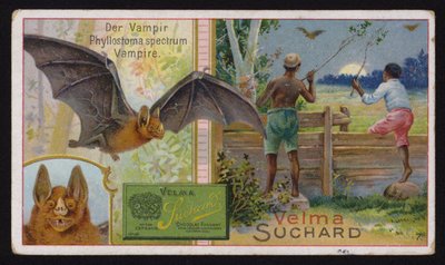 Vampyr flaggermus (chromolitho) av Swiss School