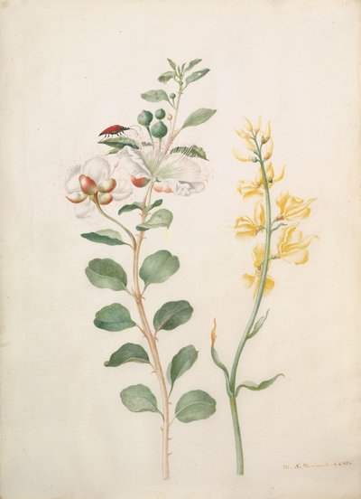 Studie av kapers, torv og en bille, 1693. av Sybilla Merian