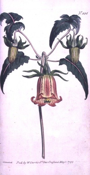 Canary Island Bell Flower (Canarina campanula), tallerken 444 fra William Curtis 