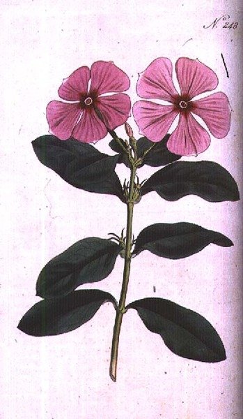 Periwinkle (Vinca rosea madagaskar), plate 248 fra William Curtis 