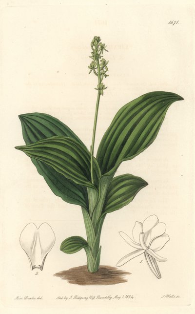 African Liparis Orchid - Water forte av S. Watts fra en illustrasjon av Sarah Anne Drake (1803-1857), fra Botanical Register av Sydenham Teast Edwards
