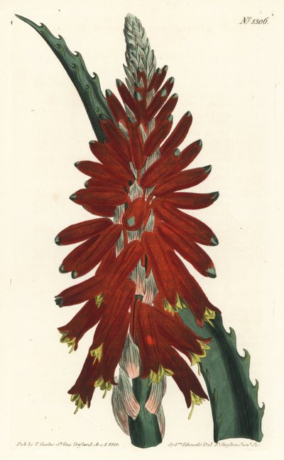 Aloe tre - Smalbladet sverd aloe, Aloe arborescens. Håndfarget kobberstikkgravering av F. Sansom Jr. etter en illustrasjon av Sydenham Edwards fra William Curtis 