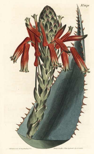Aloe variant - Blå aloe, Aloe glauca (Rød-pigget glaucous aloe, Aloe rhodacantha) - Håndfarget kobberstikk av F. Sansom Jr. etter en illustrasjon av Sydenham Edwards fra William Curtis' Botanical Magazine, T. Curtis, London av Sydenham Teast Edwards