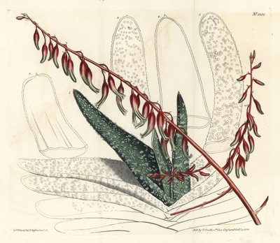 Aloe eventtails - Viftealoe, Aloe plicatilis (Tungealoe, Aloe lingua). Håndfarget kobberstikk av F. Sansom Jr. etter en illustrasjon av Sydenham Edwards fra William Curtis' Botanical Magazine, T. Curtis, London av Sydenham Teast Edwards