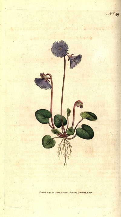 Alpine soldanella - Alpine soldanella, Soldanella alpina. Håndfarget kobberstikk etter en botanisk illustrasjon av James Sowerby fra William Curtis' The Botanical Magazine, Lambeth Marsh, London av Sydenham Teast Edwards