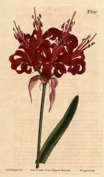 Amaryllisvalmuefarge, med mørke karmosinrøde blomster, blomstrende fra en enkelt fot. Opprinnelig fra Cape of Good Esperance (Sør-Afrika). Valmuefarget amaryllis, med dype karmosinrøde blomster som blomstrer fra en enkelt stilk. Innfødt fra Kapp det gode h av Sydenham Teast Edwards