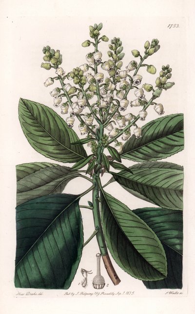 American Arbutus Tree - Gravert av S.Watts, fra en illustrasjon av Sarah Anne Drake (1803-1857), fra Botanical Register of Sydenham Edwards (1768-1819), England av Sydenham Teast Edwards