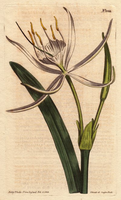American pancratium har velduftende hvite blomster. Amerikansk pancratium med hvite duftende blomster. Pancratium rotatum. Håndfarget kobbergravering fra en botanisk illustrasjon av Sydenham Edwards fra William Curtis