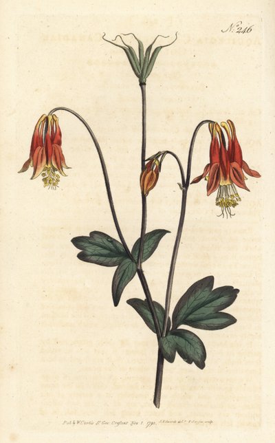 Ancolia du Canada - kanadisk akeie. Aquilegia canadensis. Håndfarget kobberstikk av Sansom etter en illustrasjon av Sydenham Edwards fra William Curtis
