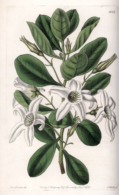 Anthocercis variete, hjemmehørende i Australia - Plate gravert av S.Watts, fra en illustrasjon av Sarah Anne Drake (1803-1857), fra Botanical Register of Sydenham Edwards (1768-1819), England av Sydenham Teast Edwards