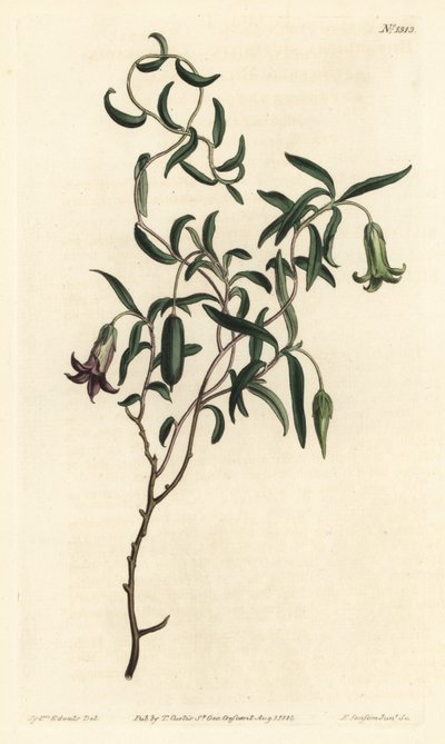 Eplebær eller foranderlig blomstret billardiera, Billardiera mutabilis - Håndfarget kobberstikk av F. Sansom Jr. etter en illustrasjon av Sydenham Edwards fra William Curtis' Botanical Magazine, T. Curtis, London av Sydenham Teast Edwards