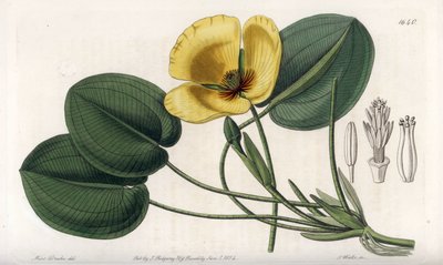 Aquatic Poppy - Plate gravert av S. Watts, fra en illustrasjon av Sarah Anne Drake (1803-1857), fra Botanical Register of Sydenham Edwards (1768-1819), England av Sydenham Teast Edwards