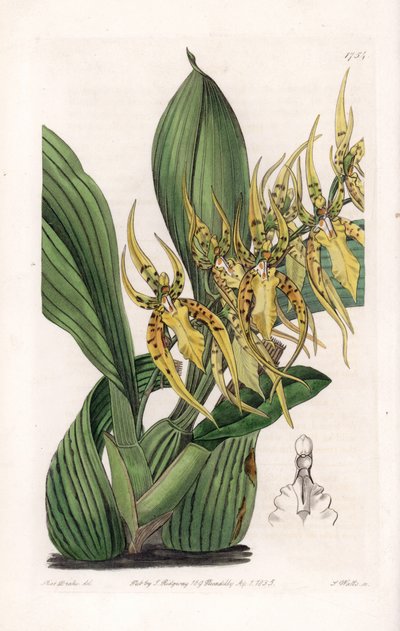 Araignee Orchid - Plate gravert av S.Watts, fra en illustrasjon av Sarah Anne Drake (1803-1857), fra Botanical Register of Sydenham Edwards (1768-1819), England av Sydenham Teast Edwards