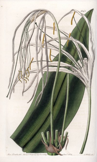 Araignee-lilje eller sjøpåskelilje eller sjølilje - Plate gravert av S.Watts, fra en illustrasjon av Sarah Anne Drake (1803-1857), fra Botanical Register of Sydenham Edwards (1768-1819), England av Sydenham Teast Edwards