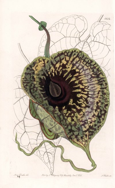 Aristoloche Variete - Plate gravert av S.Watts, fra en illustrasjon av Sarah Anne Drake (1803-1857), fra Botanical Register of Sydenham Edwards (1768-1819), England av Sydenham Teast Edwards