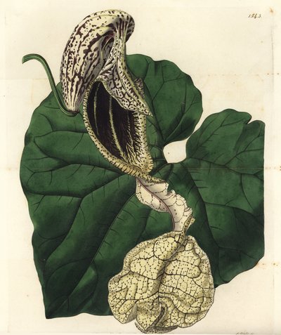 Aristoloche variete - Båtblomstret fødselart, Aristolochia cymbifera. Håndfarget kobberstikk av S. Watts etter en illustrasjon av Miss Sarah Drake fra Sydenham Edwards' Botanical Register, Ridgeway, London av Sydenham Teast Edwards