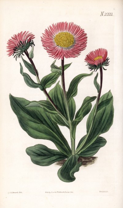 Aster Variete - Fin rayed starwort, Aster alwartensis, hjemmehørende i Kaukasus. Håndfarget kobberstikk av Weddell etter en illustrasjon av Sydenham Edwards fra Samuel Curtis' "" Botanical Magazine,"" London av Sydenham Teast Edwards